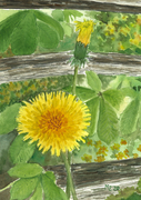 Dandelions 5x7