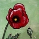 8x8 Red Poppy III