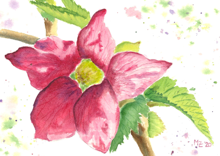 Salmonberry blooming 7x5