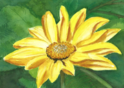 Wild sunflower 7x5